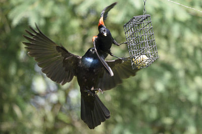 grackel-and-redwing-82218.jpg