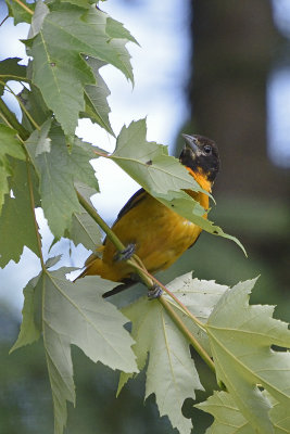oriole-82251.jpg