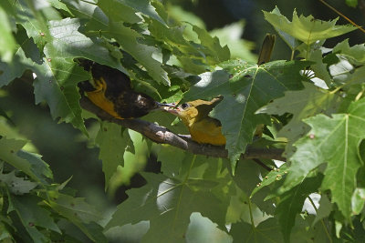 oriole-with-young-82224.jpg