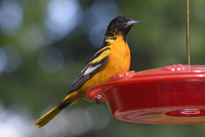 oriole-82236.jpg