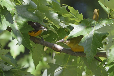 oriole-with-young-82223.jpg