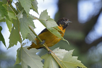 oriole-82250.jpg