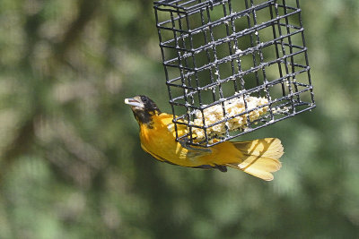 oriole-82221.jpg