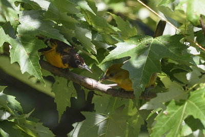 oriole-with-young-82227.jpg