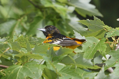 oriole-82230.jpg