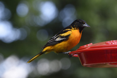 oriole-82239.jpg