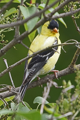 goldfinch-80128.jpg