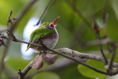 Cuban-Tody-60919.jpg