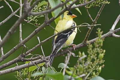 goldfinch-80127.jpg