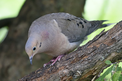 mourning-dove-80144.jpg