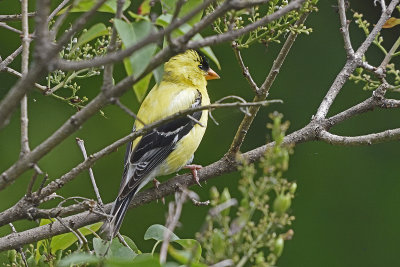 goldfinch-80129.jpg