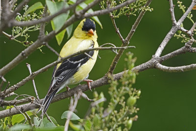 goldfinch-80131.jpg