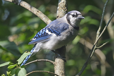 bluejay-80122.jpg