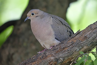 mourning-dove-80143.jpg