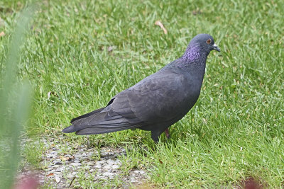 pigeon-80424.jpg