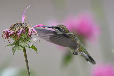hummingbird-80416.jpg