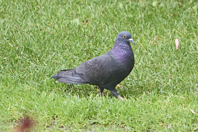 pigeon-80425.jpg