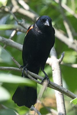 redwing-blackbird-80124.jpg
