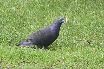 pigeon-80426.jpg