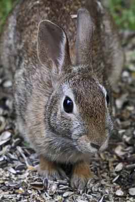 cottontail-rabbit-80285.jpg