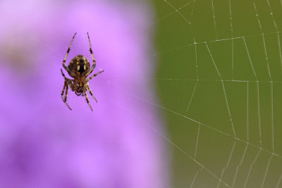 spider-in-web-80557.jpg