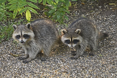young-racoons-80846.jpg