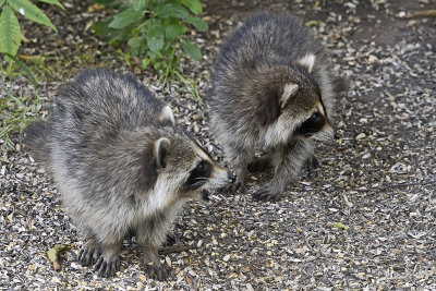 young-racoons-80837.jpg
