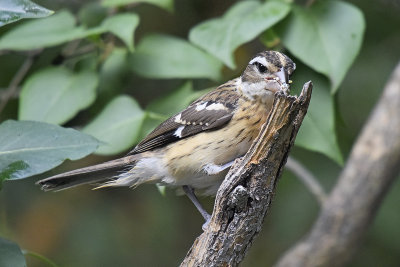 rose-breasted-grosbeak-young-80577.jpg