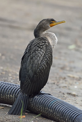 cormorant-80792.jpg