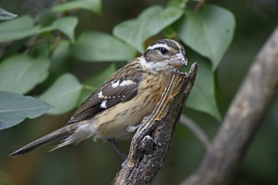 rose-breasted-grosbeak-young-80578.jpg