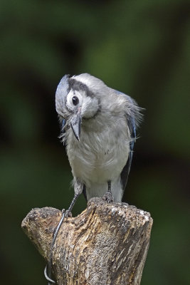 bluejay-80610.jpg
