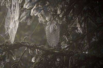 spider-webs-at-sunrise-80516.jpg