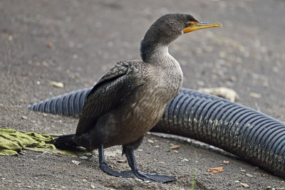 cormorant-80784.jpg