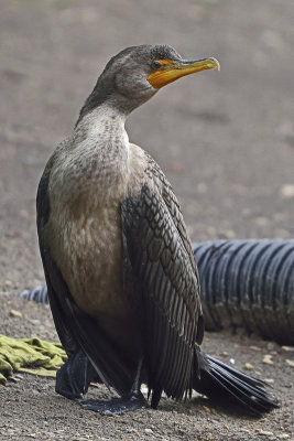 cormorant-80781.jpg