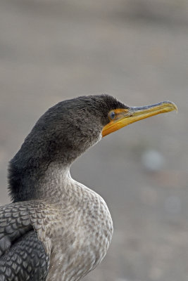 cormorant-80788.jpg