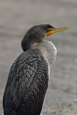 cormorant-80796.jpg
