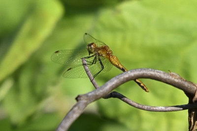 dragonfly-80645.jpg