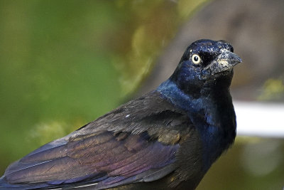 grackel-eating-suet-80930.jpg