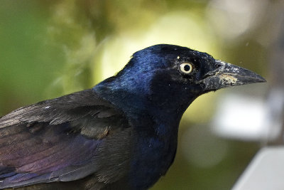 grackel-eating-suet-80929.jpg