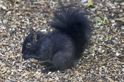 black-squirrel-81112.jpg