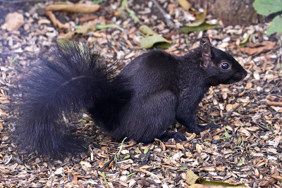 black-squirrel-81119.jpg