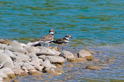 killdeer-5924.jpg