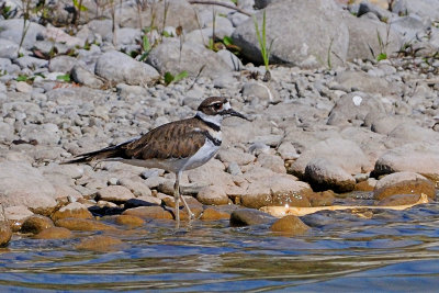 killdeer-5923.jpg