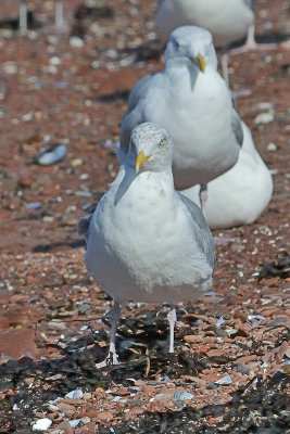 iceland-gull-4854.jpg