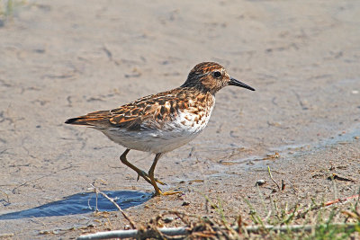 Sandpipers and Plovers