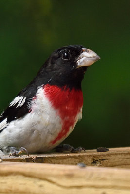 rose-breastet-grosbeak-80503.jpg