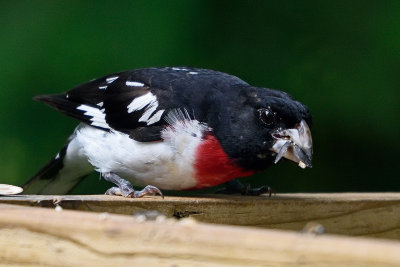 rose-breastet-grosbeak-80510.jpg