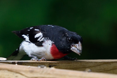 rose-breastet-grosbeak-80508.jpg