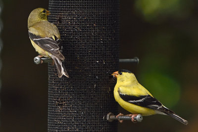 goldfinch-80512.jpg