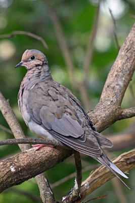 mourning-dove-81151.jpg